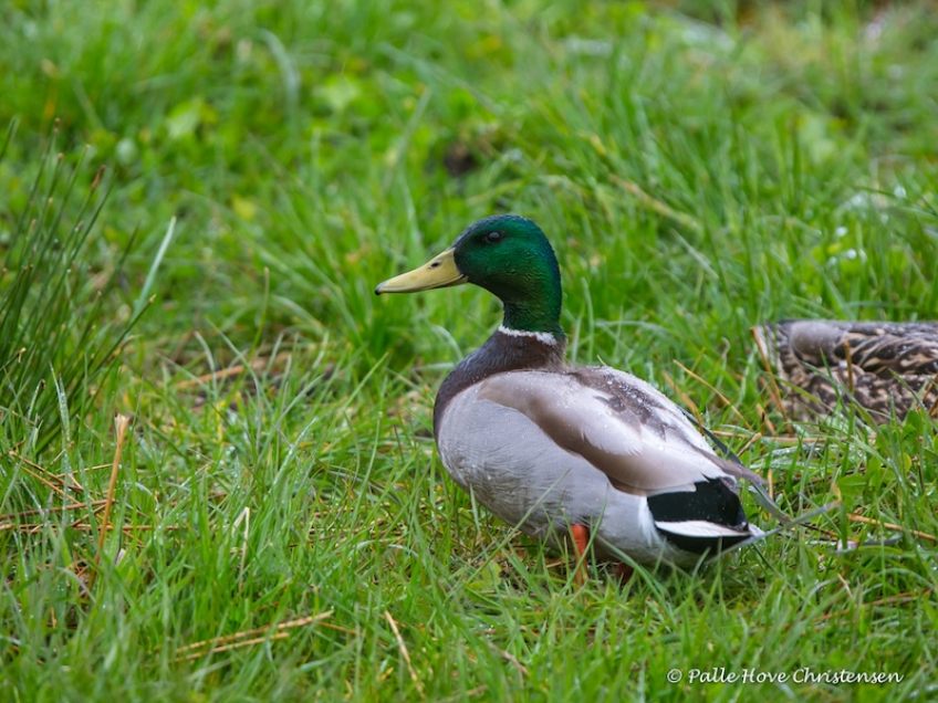 Gråand, Grønvej, Lille VIldmose, Maj 2015