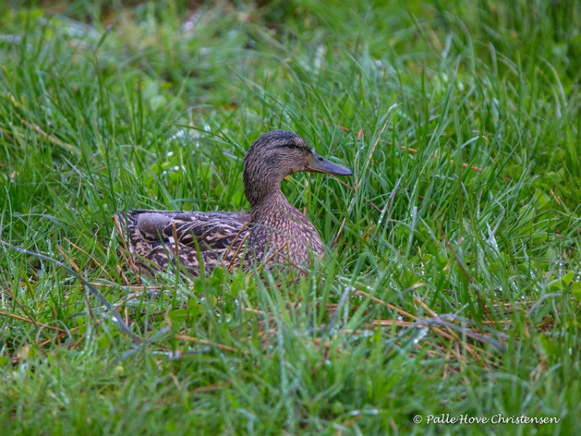 Gråand, Grønvej, Lille VIldmose, Maj 2015