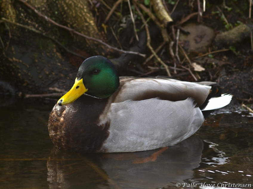 Gråand, Godthåb, Februar 2012