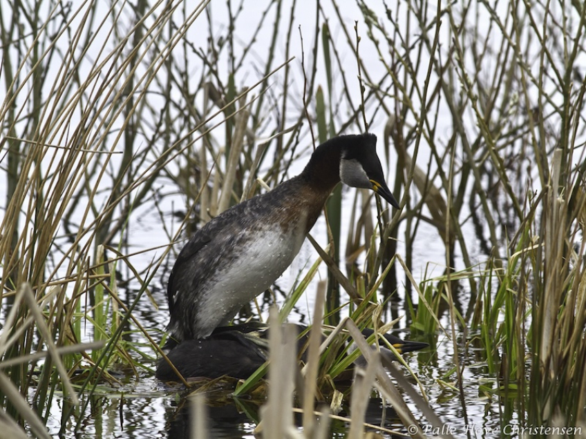 Gråstrubet Lappedykker, Hegnsvej, Lille Vildmose, April 2012