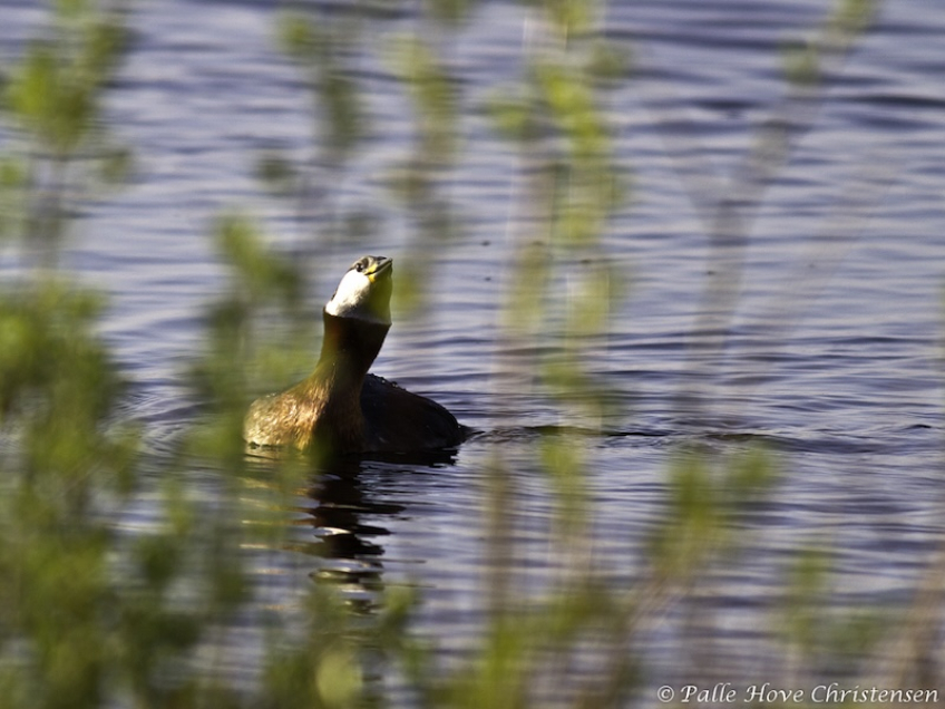 Gråstrubet Lappedykker, Hegnsvej, Lille Vildmose, Maj 2012