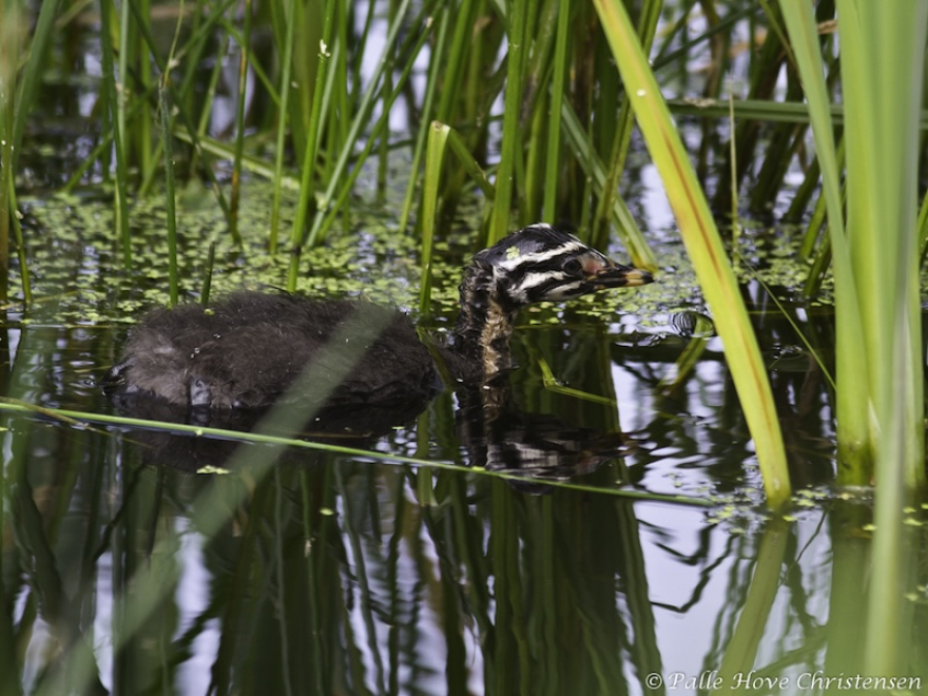 Gråstrubet Lappedykker, Hegnsvej, Lille Vildmose, Juni 2012