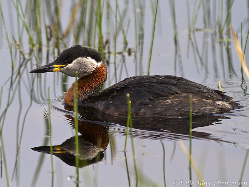 Gråstrubet Lappedykker, Hegnsvej, Lille Vildmose, Maj 2011