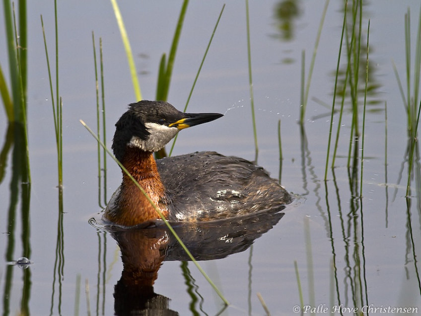 Gråstrubet Lappedykker, Hegnsvej, Lille Vildmose, Maj 2011