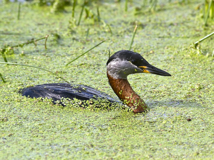 Gråstrubet Lappedykker, Hegnsvej, Lille Vildmose, Juni 2011