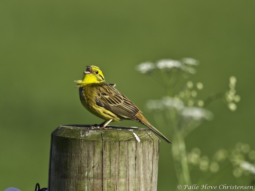 Gulspurv, Grønvej, Lille Vildmose, Maj 2012