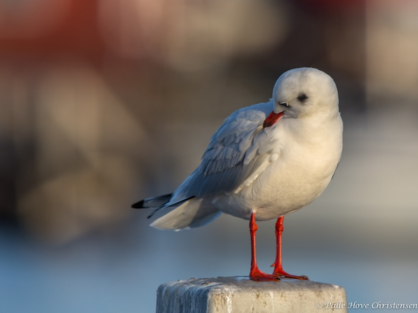 Hættemåge, Holbæk Havn, December 2013