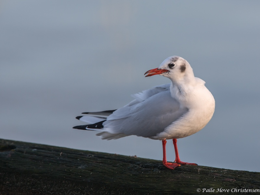 Hættemåge, Holbæk Havn, December 2013
