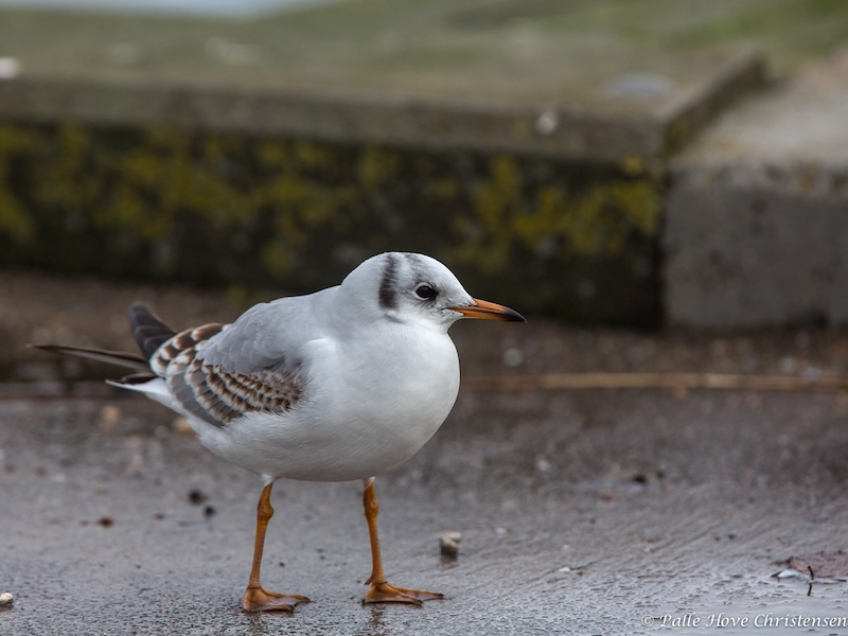 Hættemåge, Holbæk Havn, December 2013