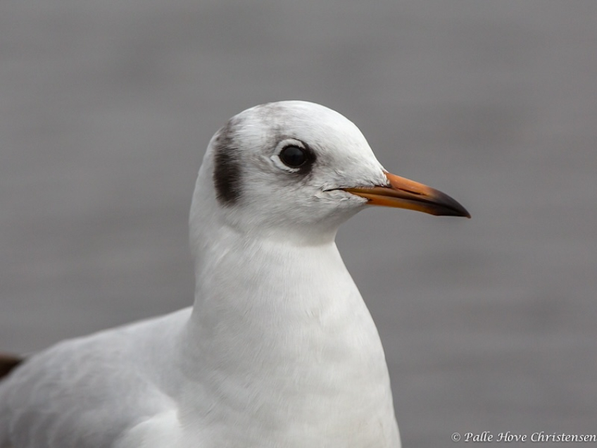 Hættemåge, Holbæk Havn, December 2013