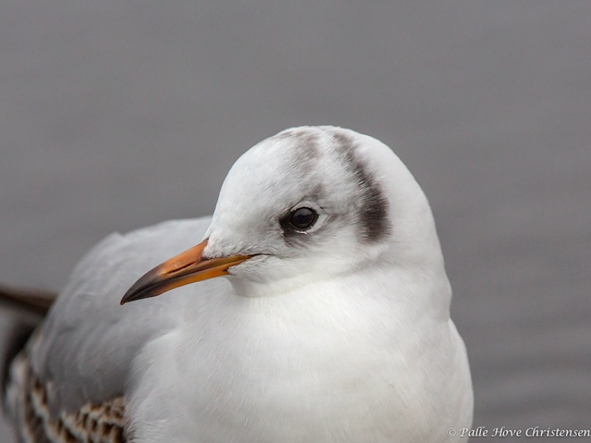 Hættemåge, Holbæk Havn, December 2013