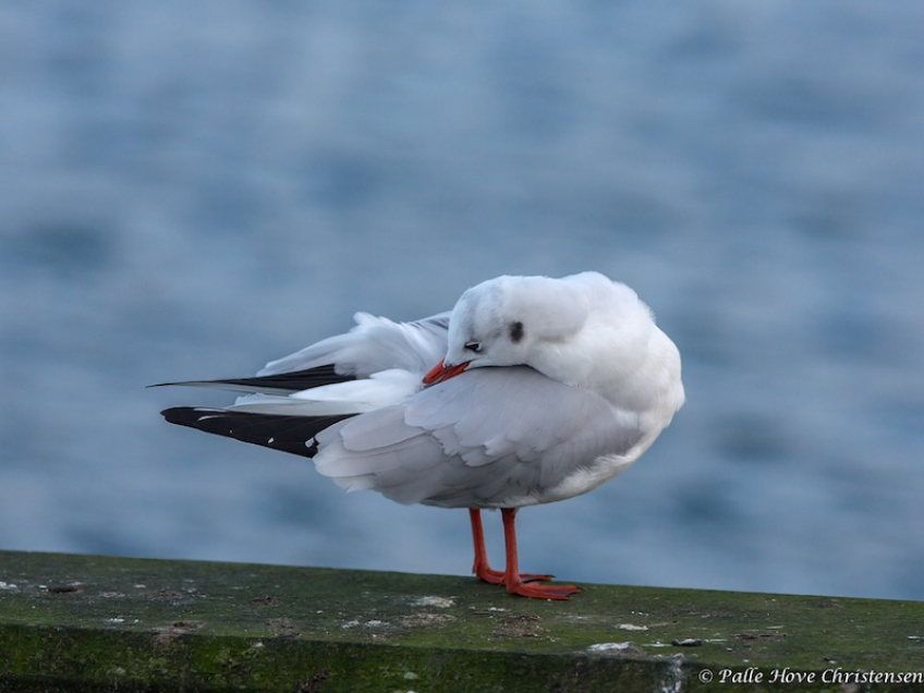 Hættemåge, Holbæk Havn, December 2013