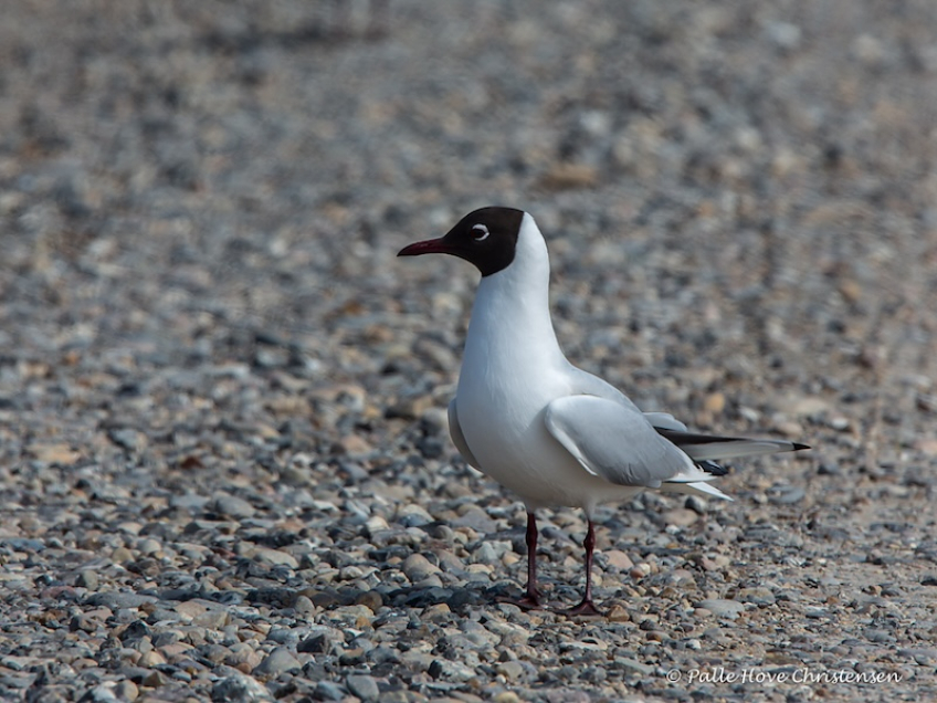 Hættemåge, Hegnsvej, Lille Vildmose, April 2015