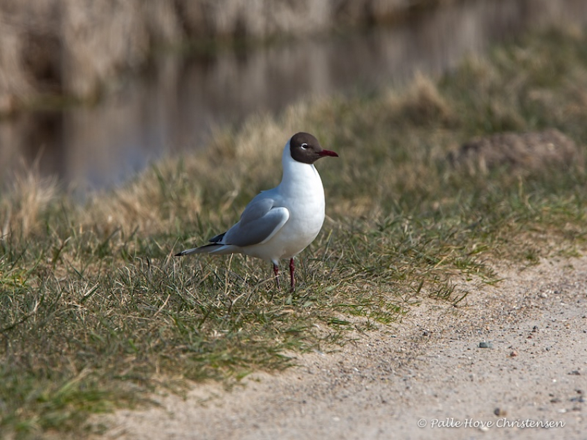 Hættemåge, Hegnsvej, Lille Vildmose, April 2015