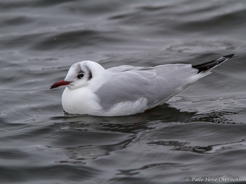 Hættemåge, Spritkajen, Aalborg, Januar 2013