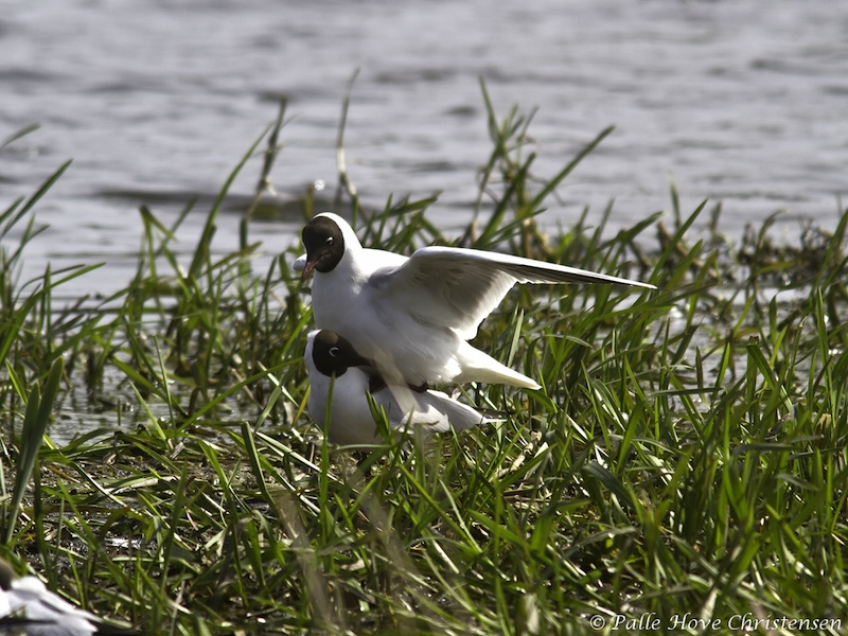 Hættemåge, Østerådalen, Aalborg, April 2012