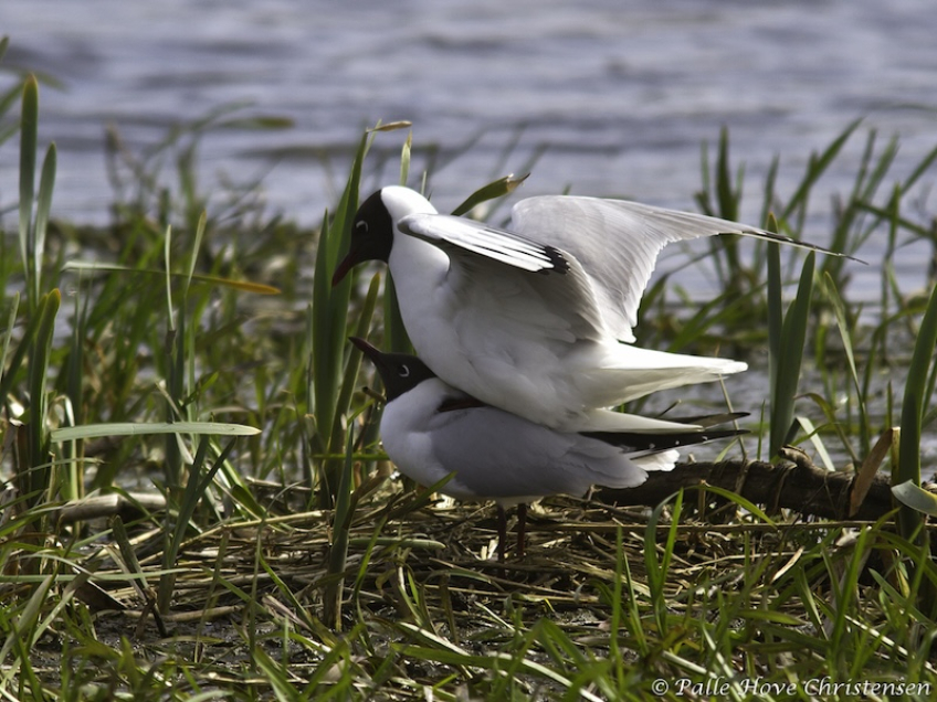 Hættemåge, Østerådalen, Aalborg, April 2012