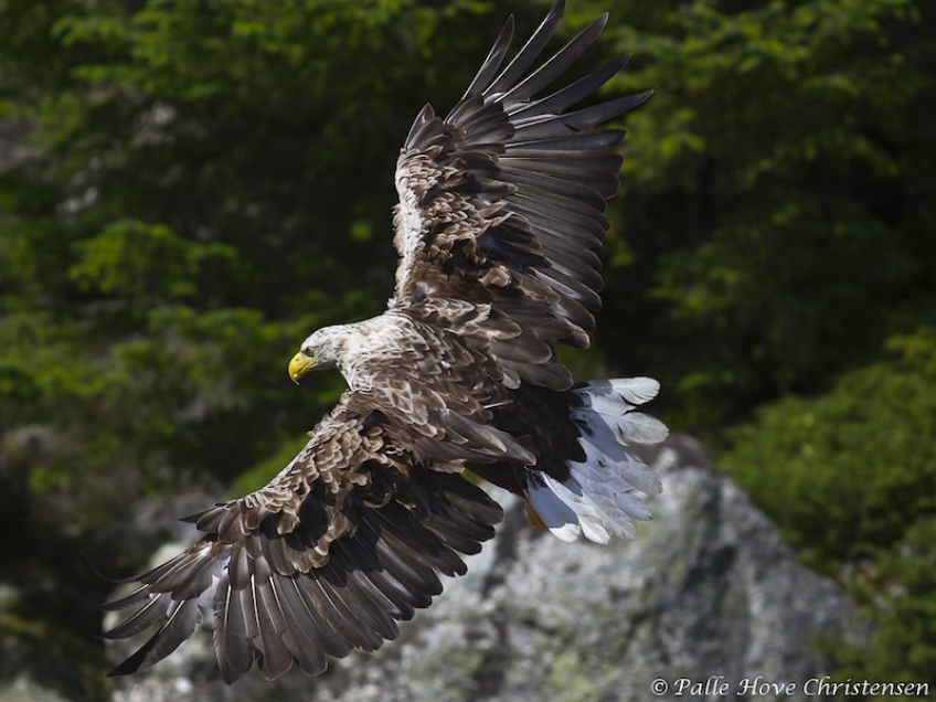 Havørn, Radøy, Norge, Juli 2011