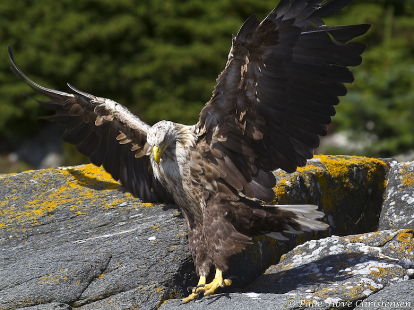 Havørn, Radøy, Norge, Juli 2011
