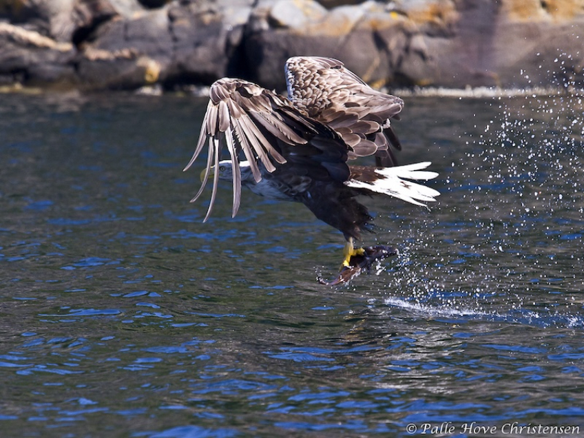 Havørn, Radøy, Norge, Juli 2011