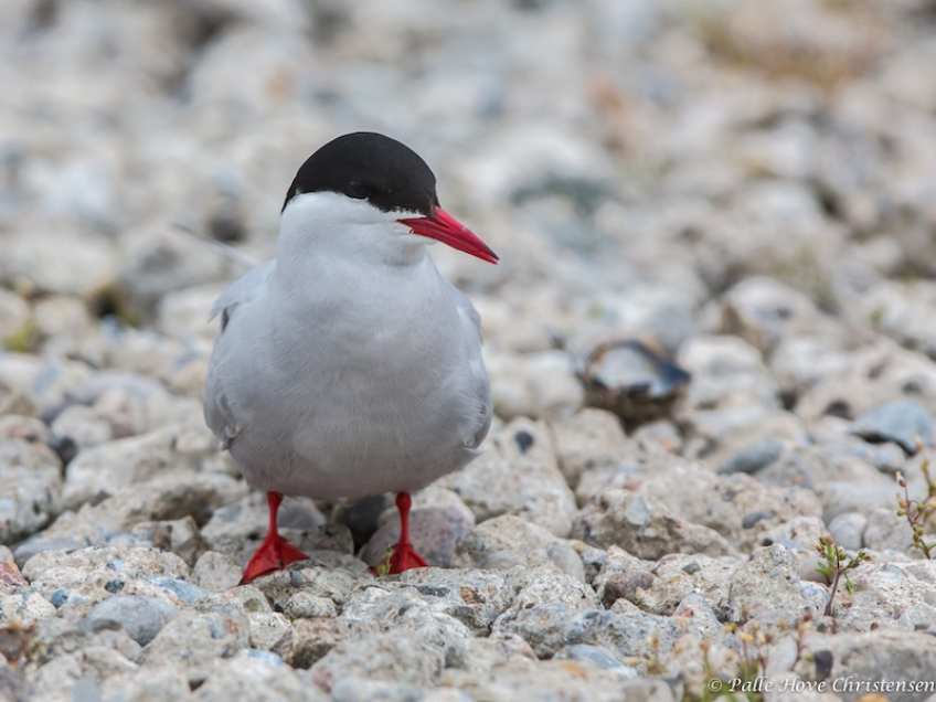 Havterne, Frederikshavn havn, Maj 2014