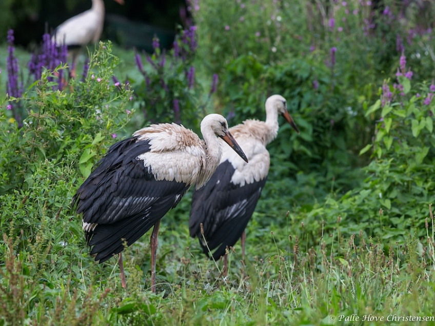Hvid Stork, Hunawihr, Alsace, Juli 2014