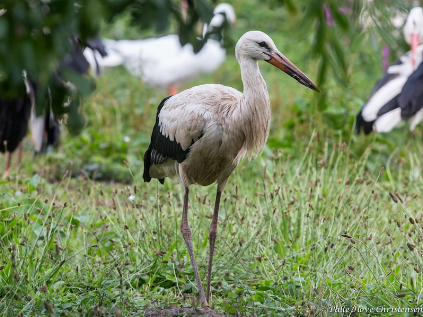 Hvid Stork, Hunawihr, Alsace, Juli 2014