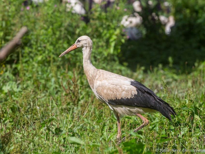 Hvid Stork, Hunawihr, Alsace, Juli 2014