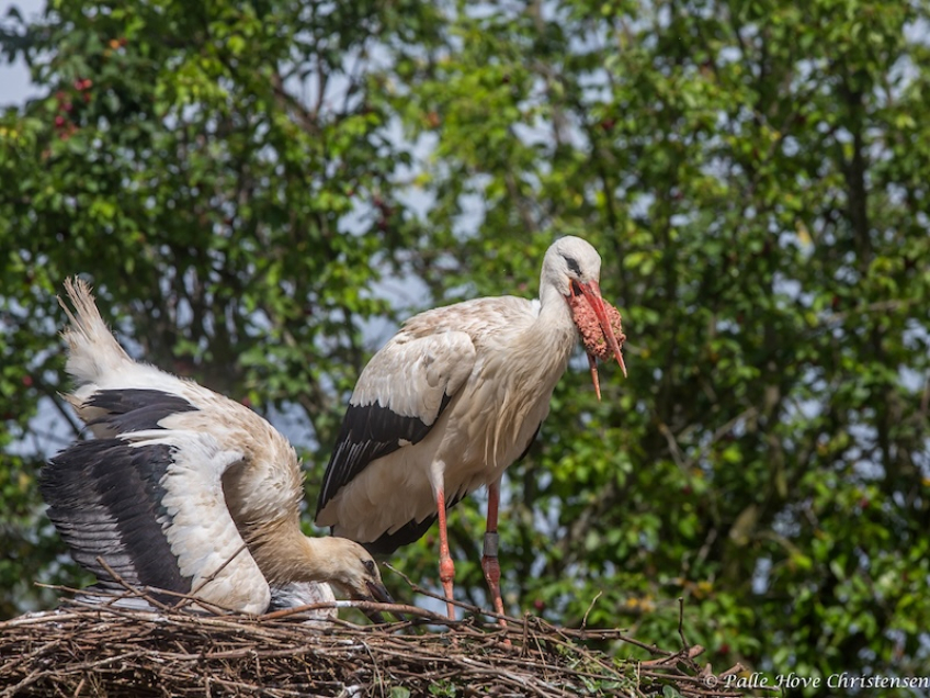 Hvid Stork, Hunawihr, Alsace, Juli 2014