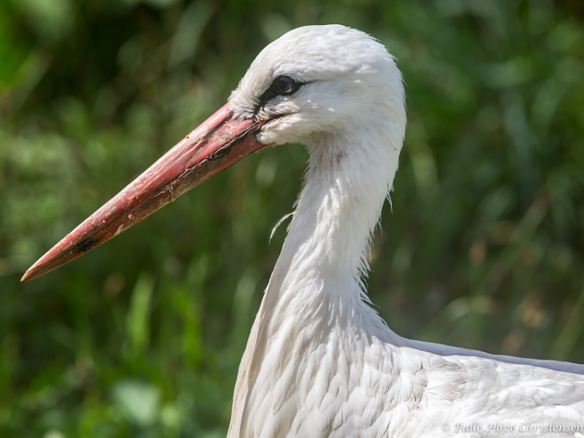 Hvid Stork, Hunawihr, Alsace, Juli 2014