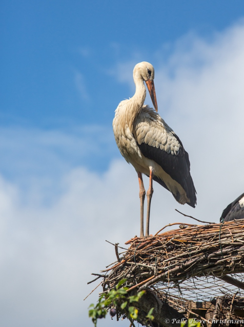 Hvid Stork, Hunawihr, Alsace, Juli 2014
