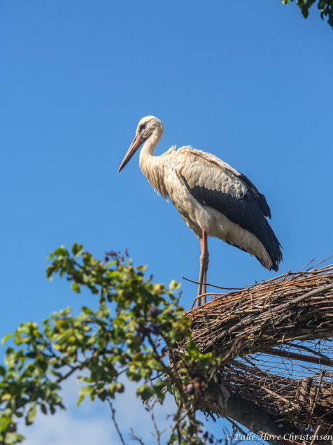 Hvid Stork, Hunawihr, Alsace, Juli 2014