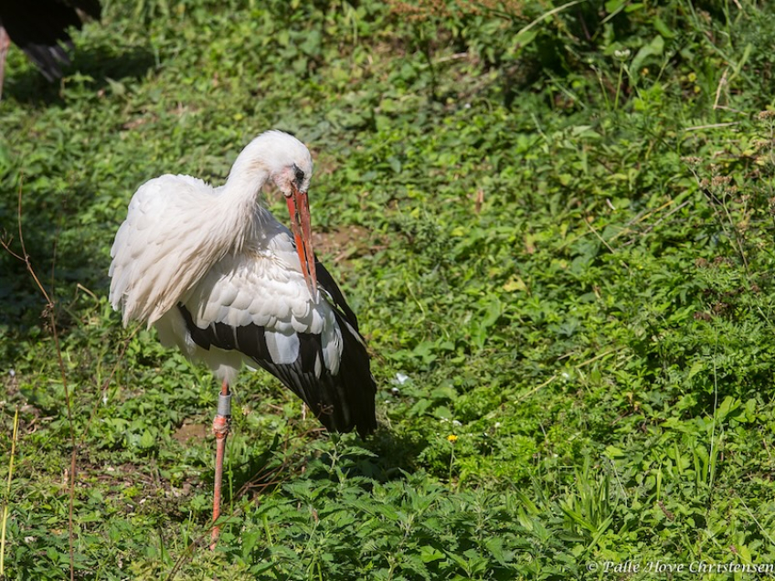 Hvid Stork, Hunawihr, Alsace, Juli 2014