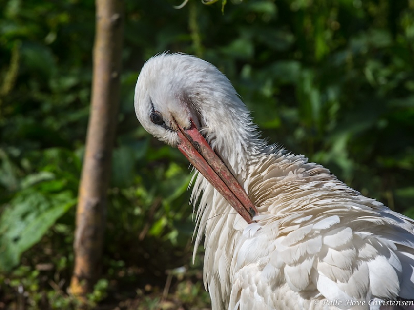 Hvid Stork, Hunawihr, Alsace, Juli 2014