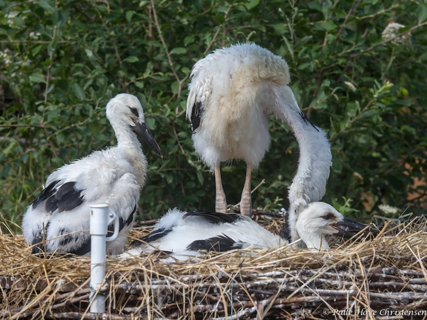 Hvid Stork, Hunawihr, Alsace, Juli 2014