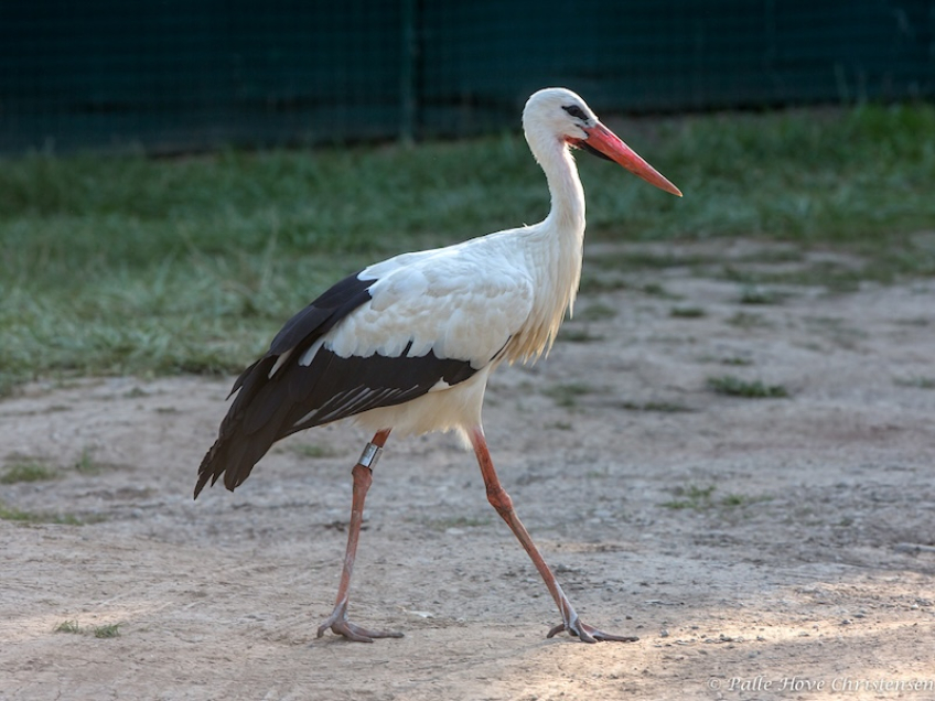 Hvid Stork, Hunawihr, Alsace, Juli 2014