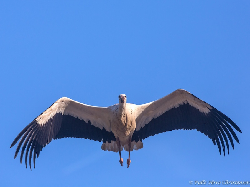 Hvid Stork, Hunawihr, Alsace, Juli 2014