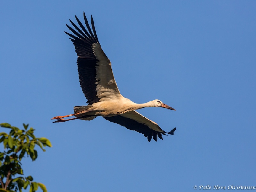 Hvid Stork, Hunawihr, Alsace, Juli 2014