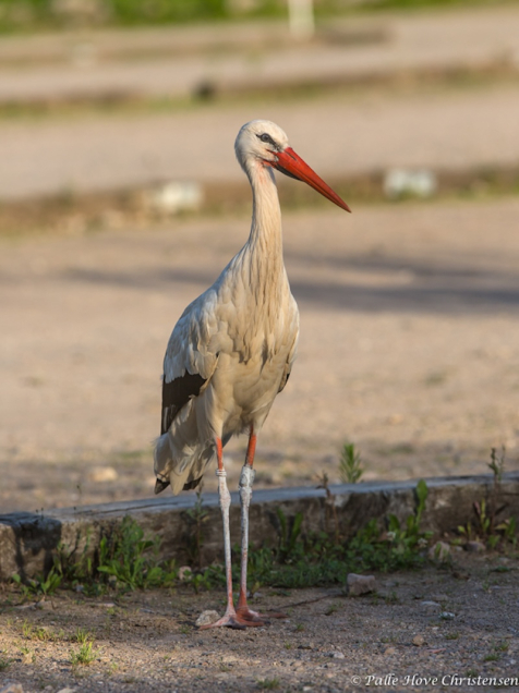 Hvid Stork, Hunawihr, Alsace, Juli 2014