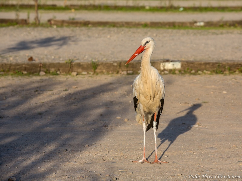 Hvid Stork, Hunawihr, Alsace, Juli 2014
