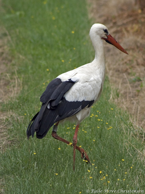 Hvid Stork, Alsace, Juli 2008