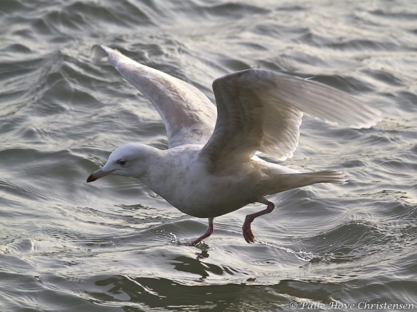 Hvidvinget måge, Hirtshals Havn, Januar 2012