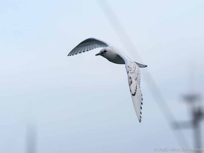 Ismåge, Hanstholm, December 2013