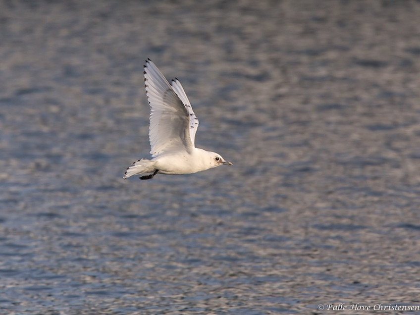 Ismåge, Hanstholm, December 2013