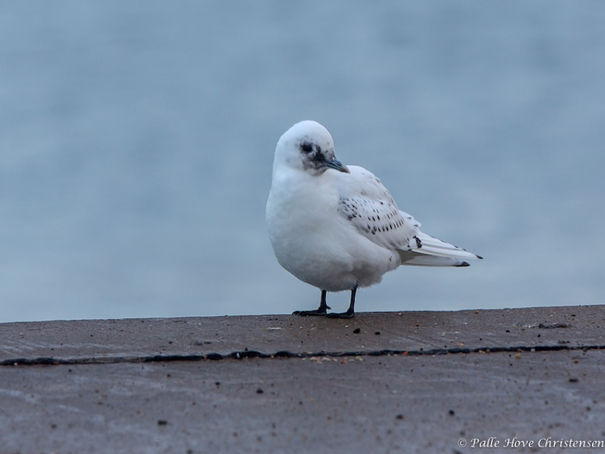 Ismåge, Hanstholm, December 2013