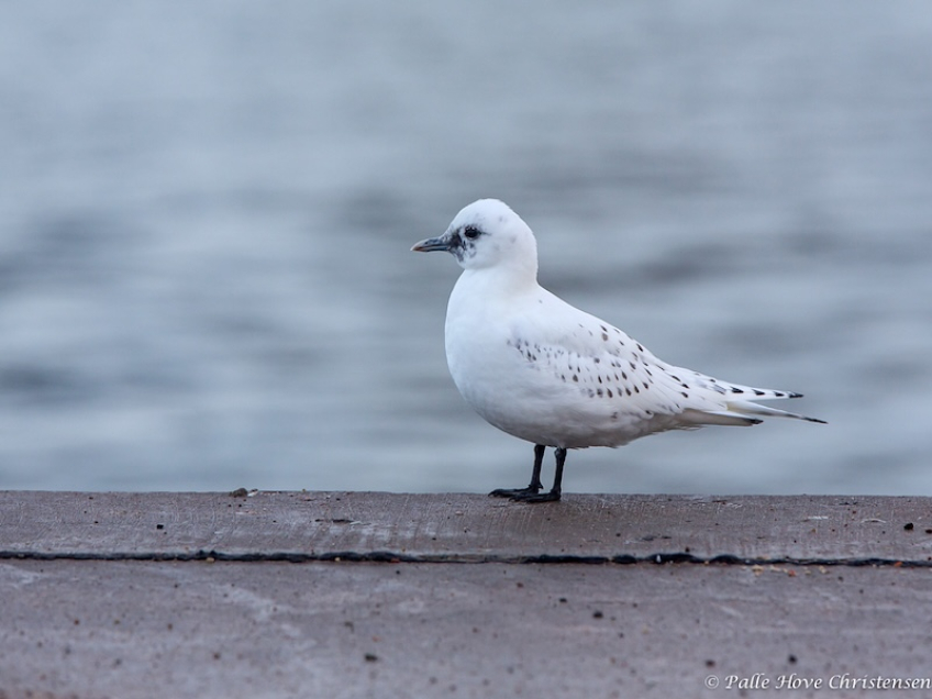 Ismåge, Hanstholm, December 2013