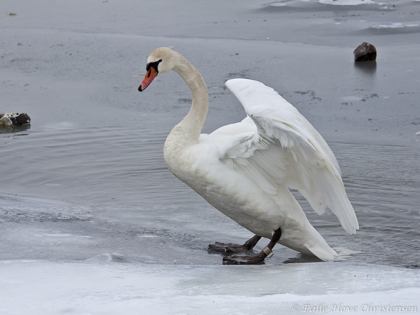 Knopsvane, Dania, Februar 2012