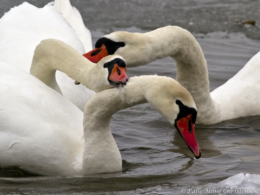 Knopsvane, Dania, Februar 2012