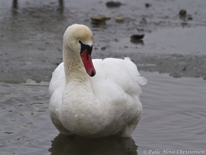 Knopsvane, Dania, Februar 2012