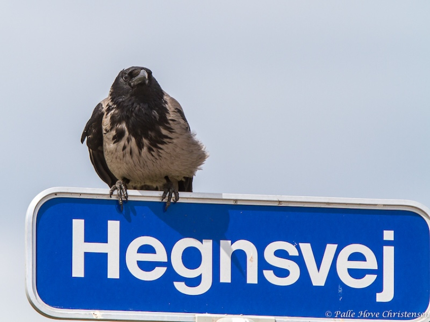 Krage, Hegnsvej, Lille Vildmose, Juni 2013